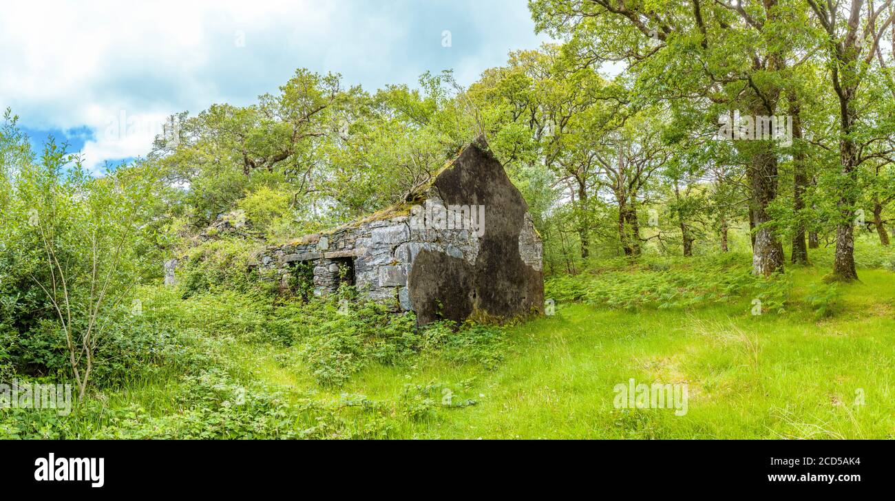 Rovine in lussureggiante foresta verde nella zona di Sheefrey Hills della contea di Mayo, Irlanda Foto Stock