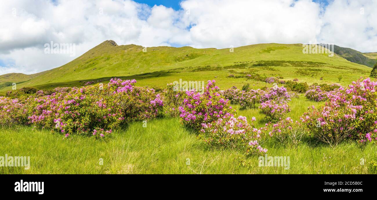 Paesaggio montano con rododendri fioriti nella contea di Mayo, Irlanda Foto Stock