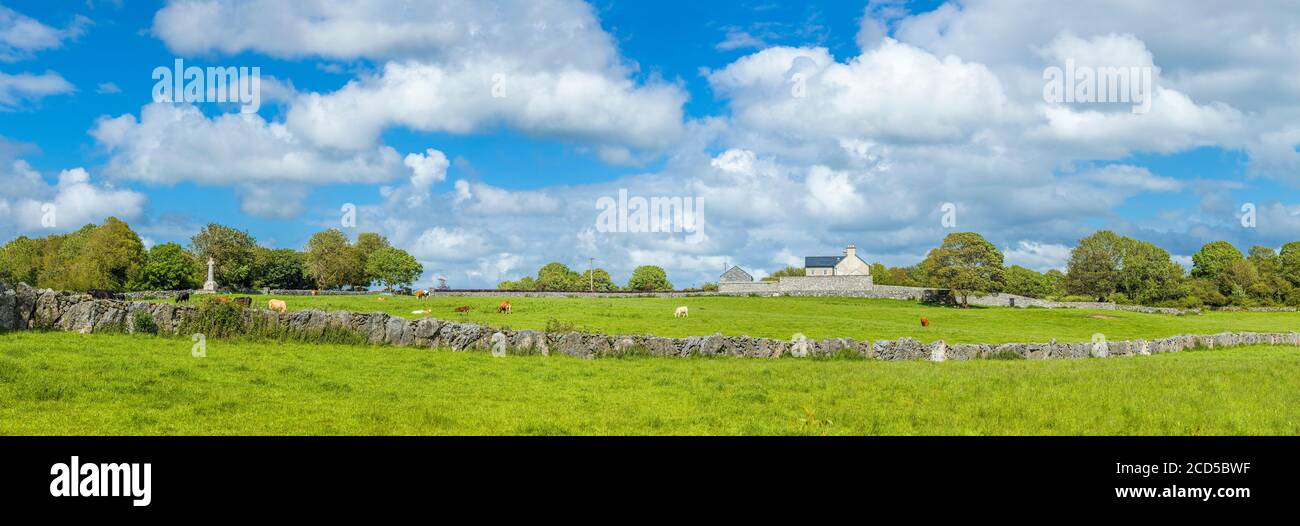 Vista delle mucche sul pascolo, County Clare, Irlanda Foto Stock