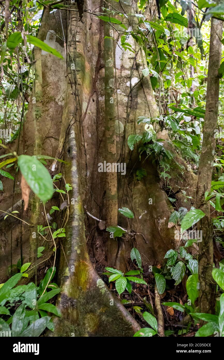 Foresta pluviale amazzonica peruviana Foto Stock