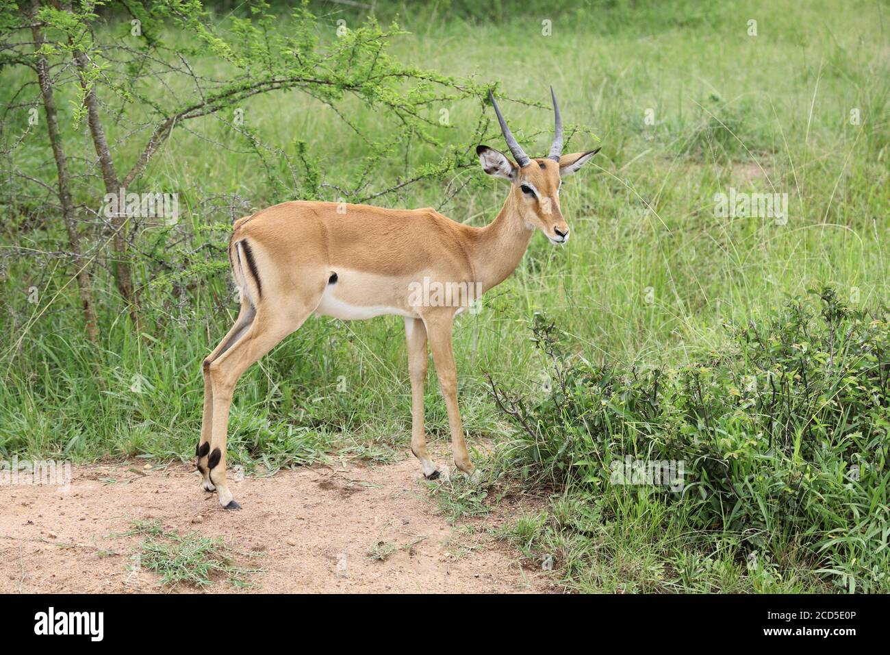 Giovane maschio Impala in piedi in savanah scrub Foto Stock