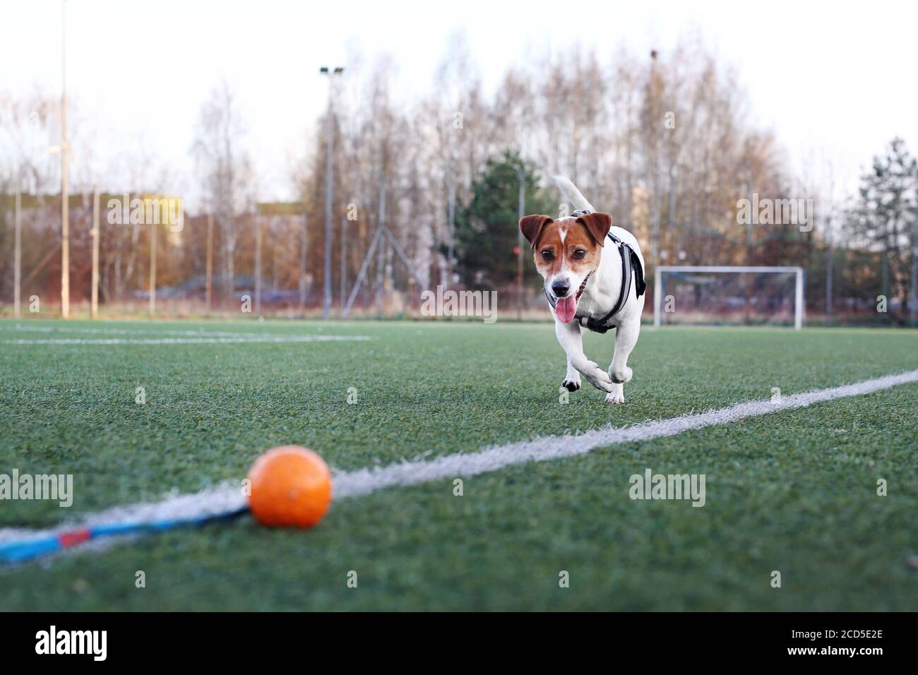 Giocare con un cane. Jack Russell Terrier con una palla. Il cane sul campo sportivo corre dietro la palla. Foto Stock
