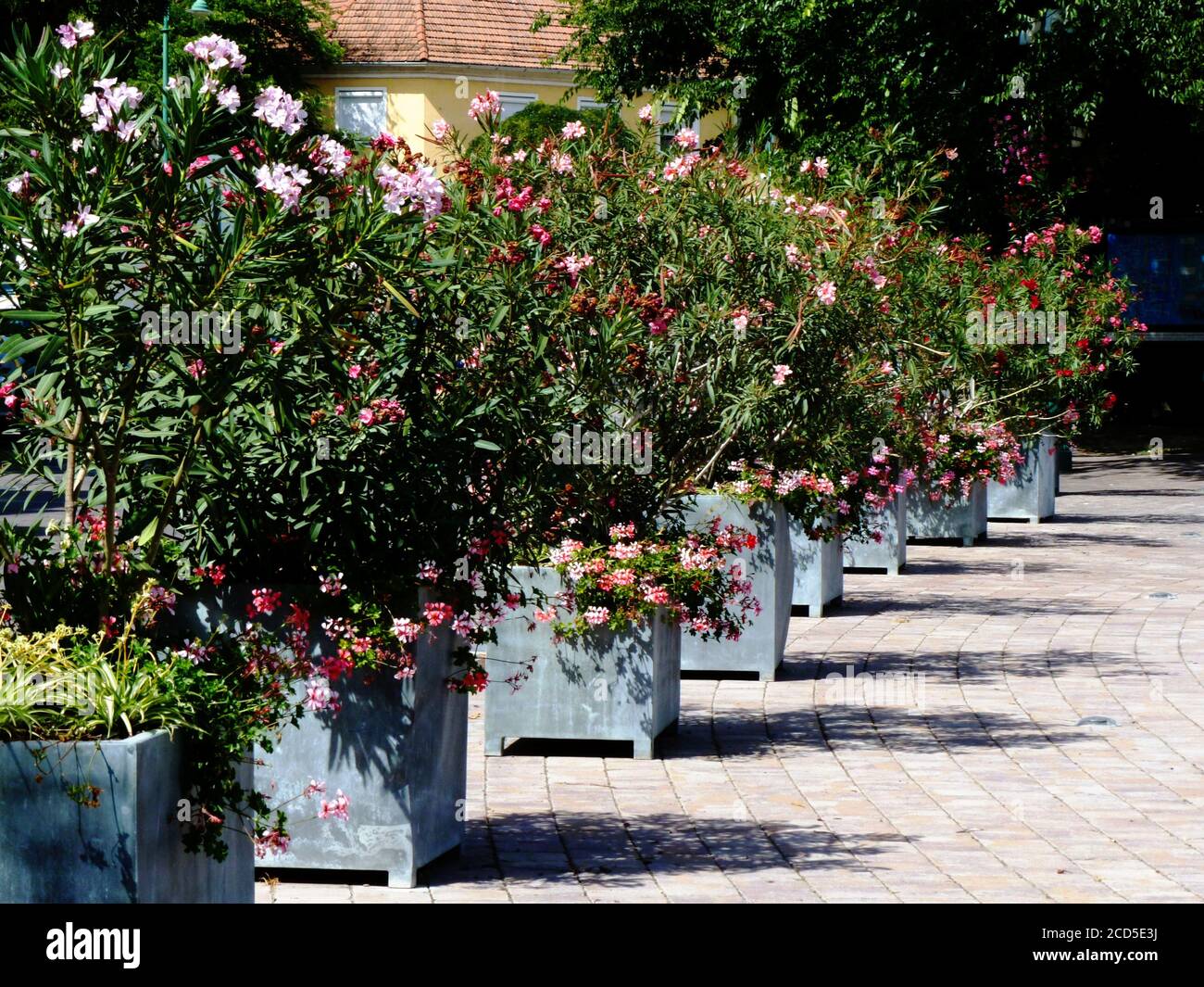 cespugli di oleandri verdi in fiore in scatole di piantatrice in legno. vista prospettica. luci estive luminose. scena urbana. Foto Stock