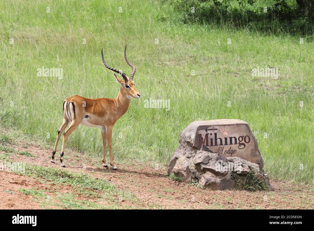 Impala maschile adulto in piedi in pista Foto Stock