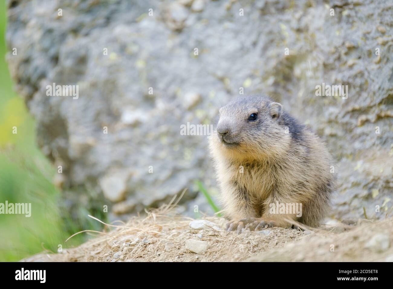 Marmotta alpina (Marmota marmota), cucciolo fuori dal loro burrone. Parco Naturale Capçaleres del Ter i del Freser. Catalogna. Spagna. Foto Stock