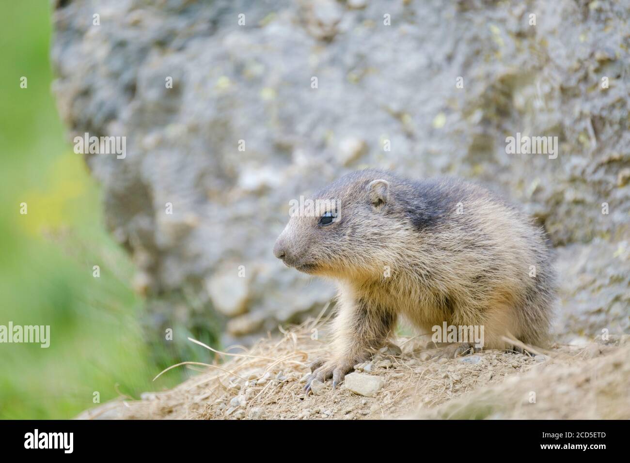 Marmotta alpina (Marmota marmota), cucciolo fuori dal loro burrone. Parco Naturale Capçaleres del Ter i del Freser. Catalogna. Spagna. Foto Stock