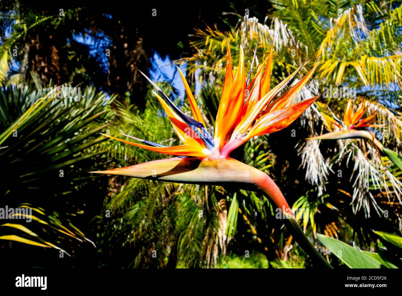 Fotografia naturalistica dell'uccello del paradiso (Strelitzia) fiore Foto Stock