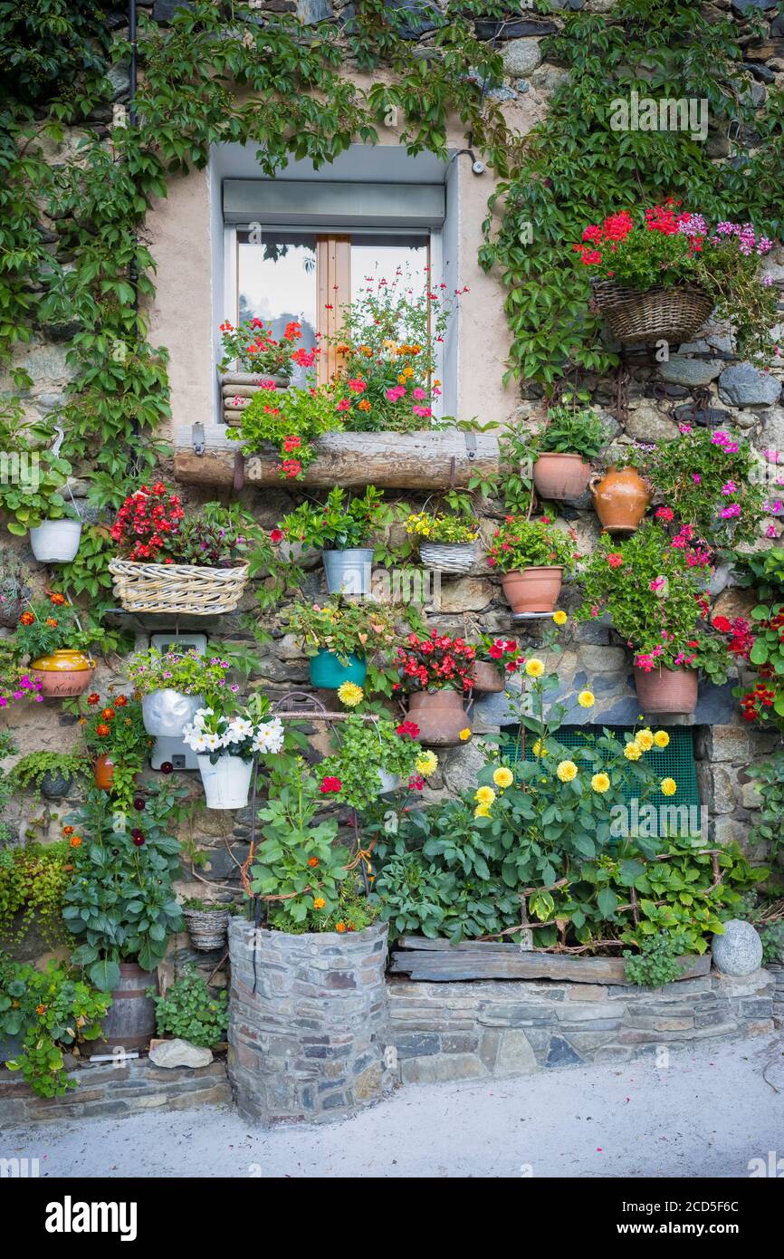Parete piena di fiori colorati. Setcases. Catalogna. Spagna. Foto Stock