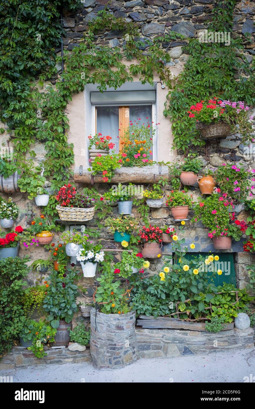 Parete piena di fiori colorati. Setcases. Catalogna. Spagna. Foto Stock