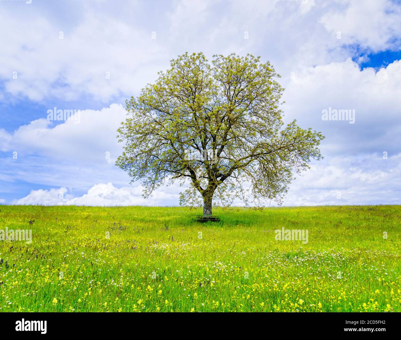 Singolo albero in prato con fiori selvatici durante la primavera, Baden-Wurttemberg, Germania Foto Stock