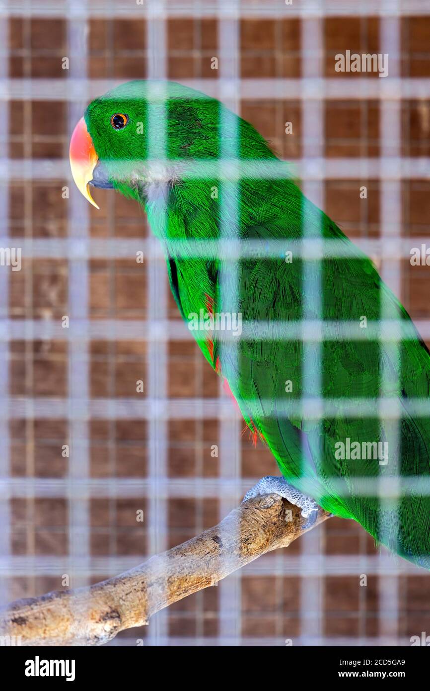 Splendidi e colorati pappagalli nel parco di Amazonas, zoo tra Neapolis e villaggio di Kourounes, comune di Agios Nikolaos, Lassithi, Creta, Grecia. Foto Stock