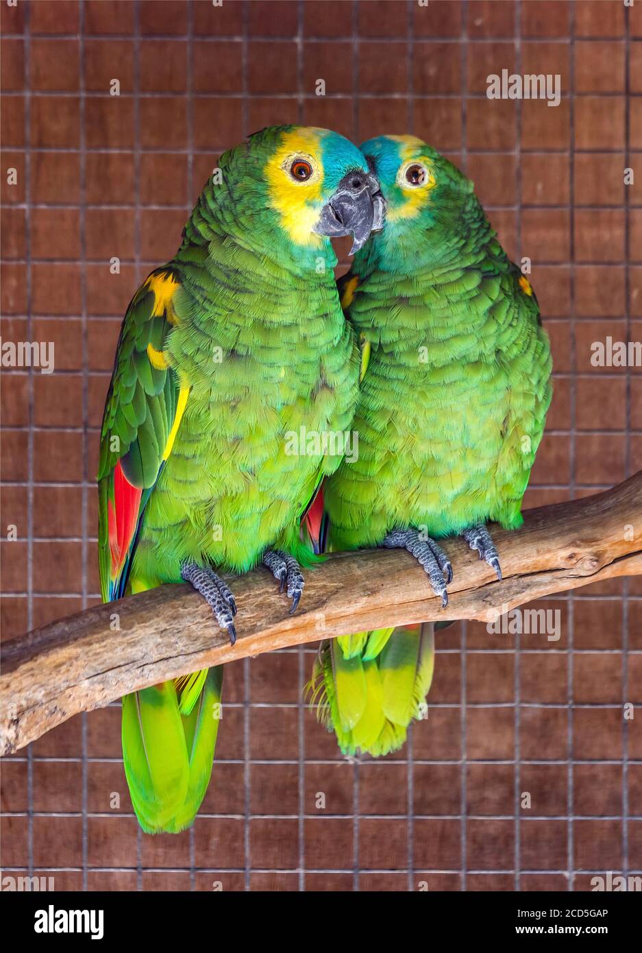 Splendidi e colorati pappagalli nel parco di Amazonas, zoo tra Neapolis e villaggio di Kourounes, comune di Agios Nikolaos, Lassithi, Creta, Grecia. Foto Stock