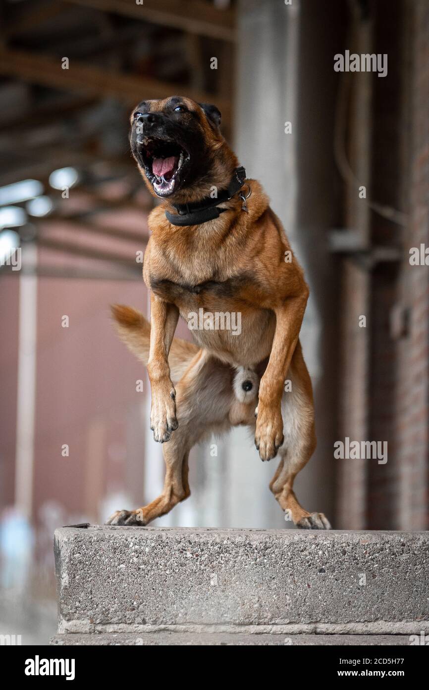 L'aggressivo pastore belga malinois cane abbaia denti sulle gambe posteriori in piedi Foto Stock
