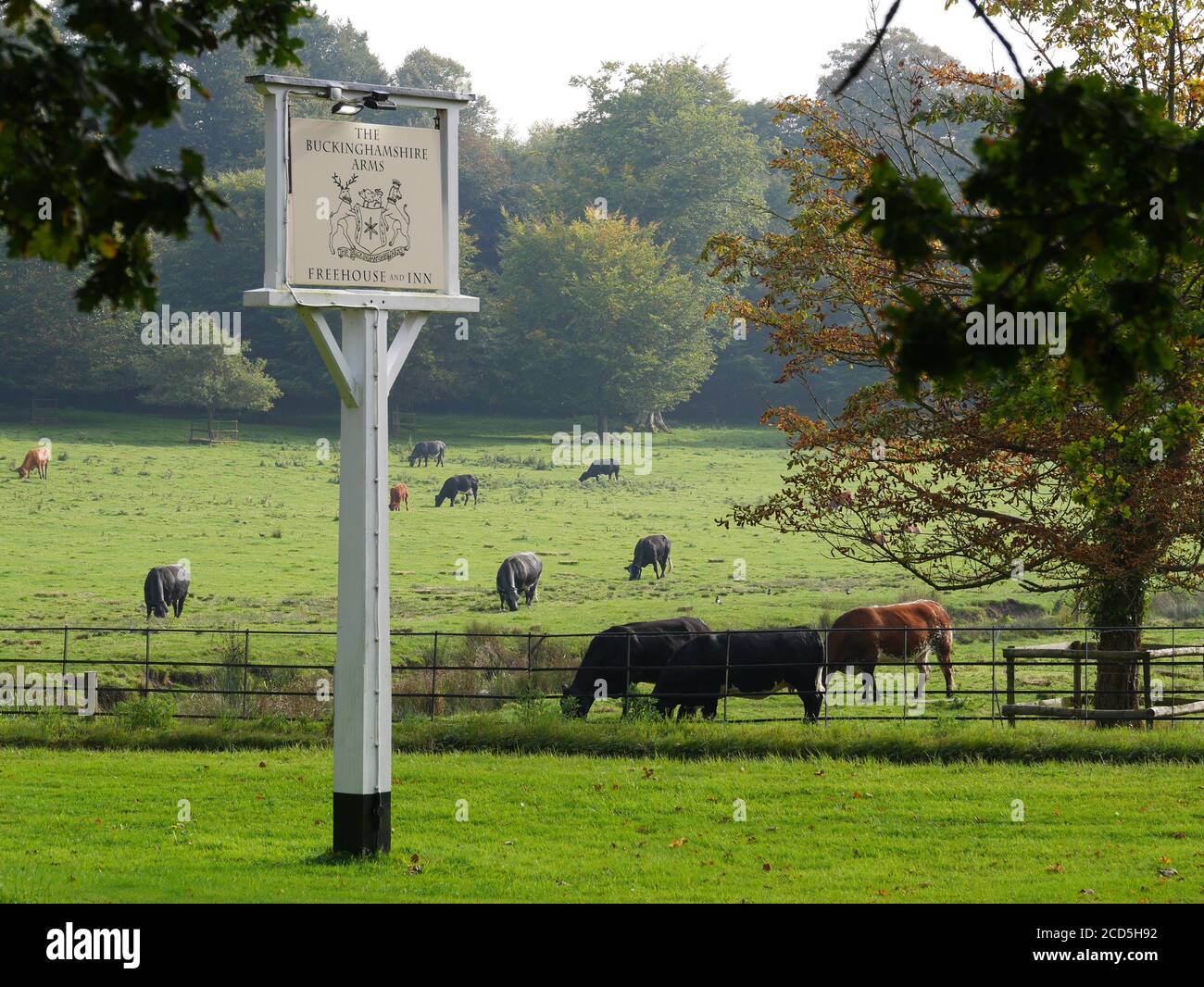 Quiet Pastoral Early Autumn Countryside Scene with Cattle and Village Pub Sign, Blickling, Aylsham, Norfolk, England, UK Foto Stock