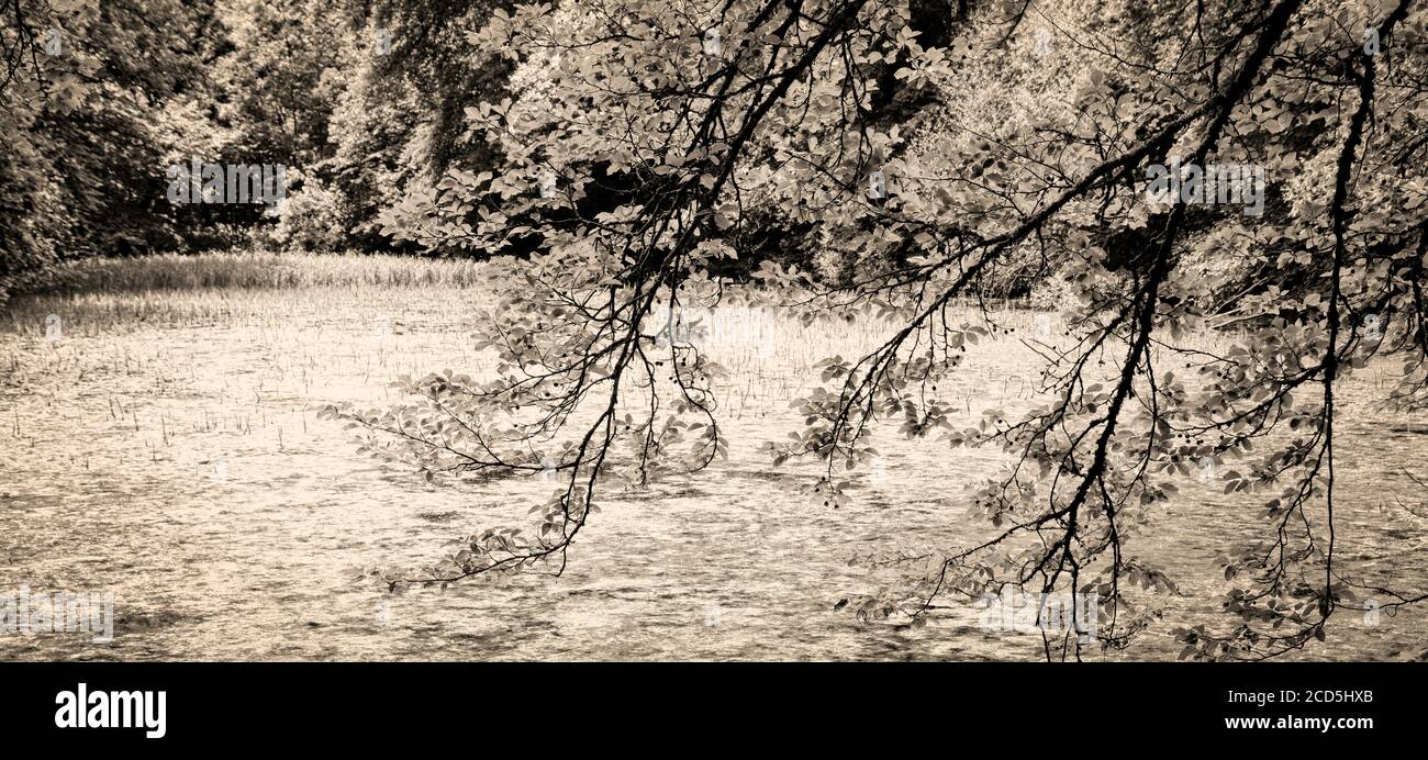 Piccolo lago in foresta in bianco e nero Foto Stock