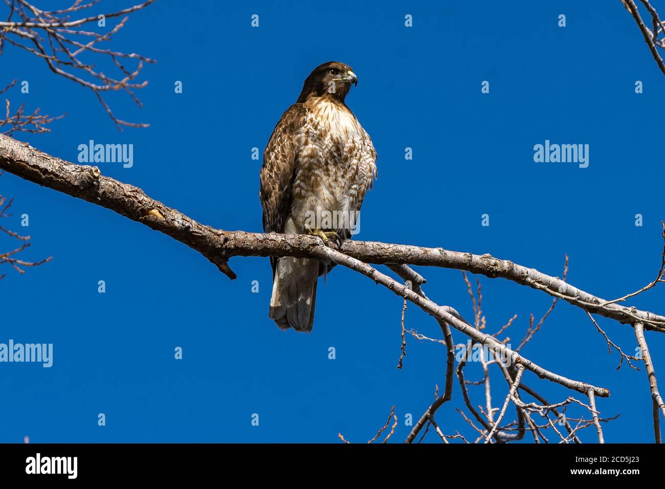 Falco dalla coda rossa seduto su un ramo di falchi in alberi, Oregon, Merrill, Lower Klamath National Wildlife Refuge, inverno Foto Stock