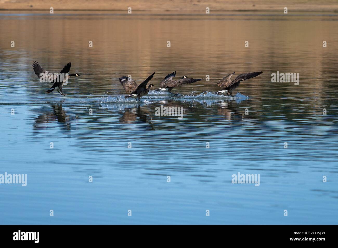 Canada gregge di oche che atterrano in volo sull'acqua. Oregon, Ashland, Emigrant Lake, estate Foto Stock