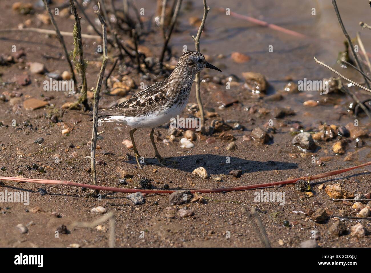 Last Sandpiper Shorebird a piedi lungo la riva. Oregon, Ashland, Emigrant Lake, estate Foto Stock