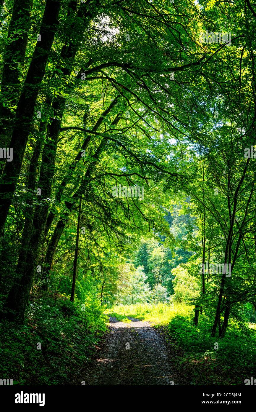 Strada sterrata attraverso lussureggiante foresta verde in primavera Foto Stock