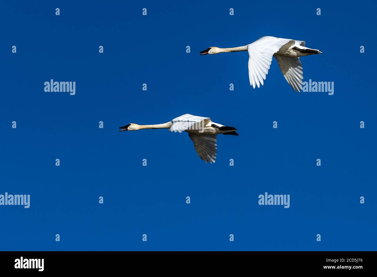 Cigno trombettista in volo cigni volare, Oregon, Merrill, Lower Klamath National Wildlife Refuge, Inverno Foto Stock
