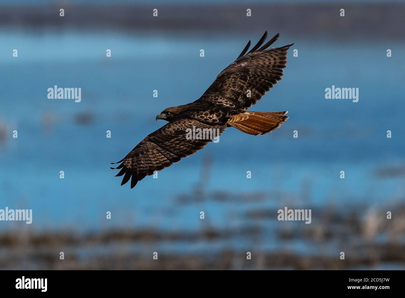Falco dalla coda rossa in volo falchi, Oregon, Merrill, Lower Klamath National Wildlife Refuge, Inverno Foto Stock