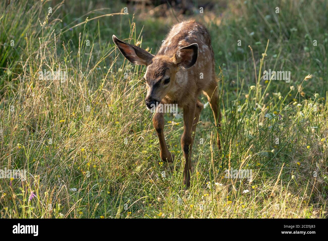 Capriolo dalla coda bianca, animale da bambino. Oregon, Ashland, Cascade Siskiyou National Monument, estate Foto Stock