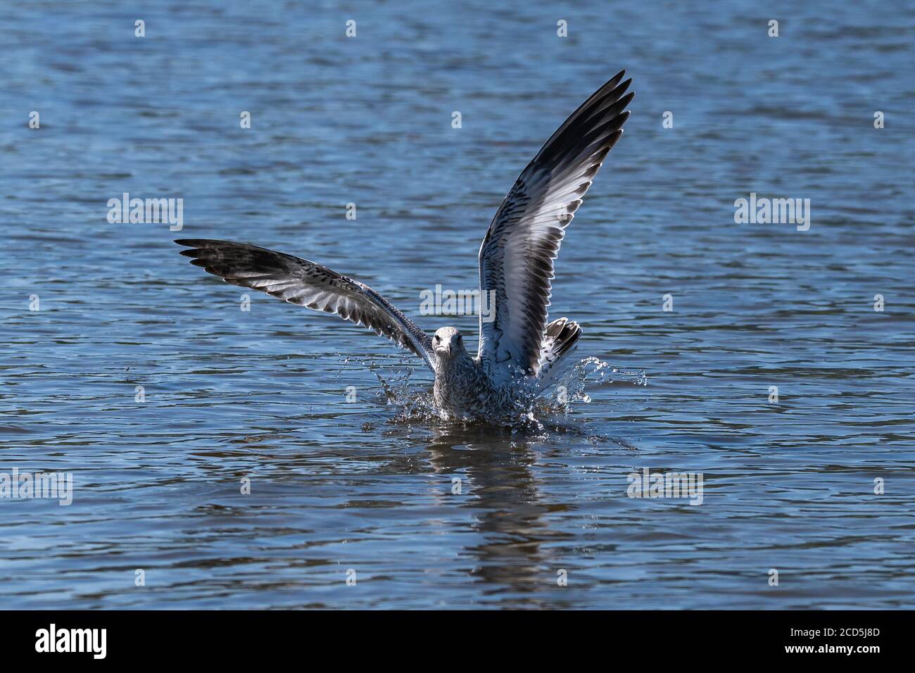 Sea Gull o Ring-fattura Gull atterraggio sull'acqua. Oregon, Ashland, Emigrant Lake, estate Foto Stock