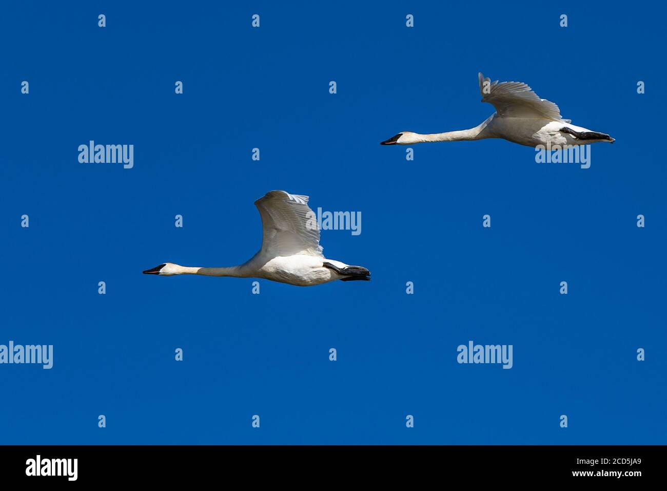 Cigno trombettista in volo cigni volare, Oregon, Merrill, Lower Klamath National Wildlife Refuge, Inverno Foto Stock