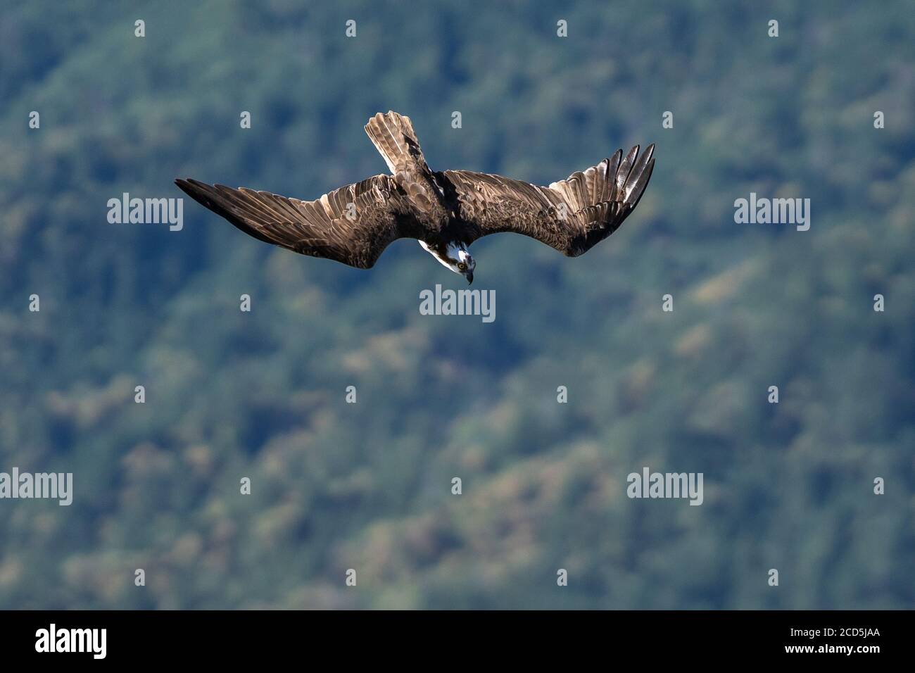 Osprey volo immersione in volo. Oregon, Ashland, Emigrant Lake, estate Foto Stock