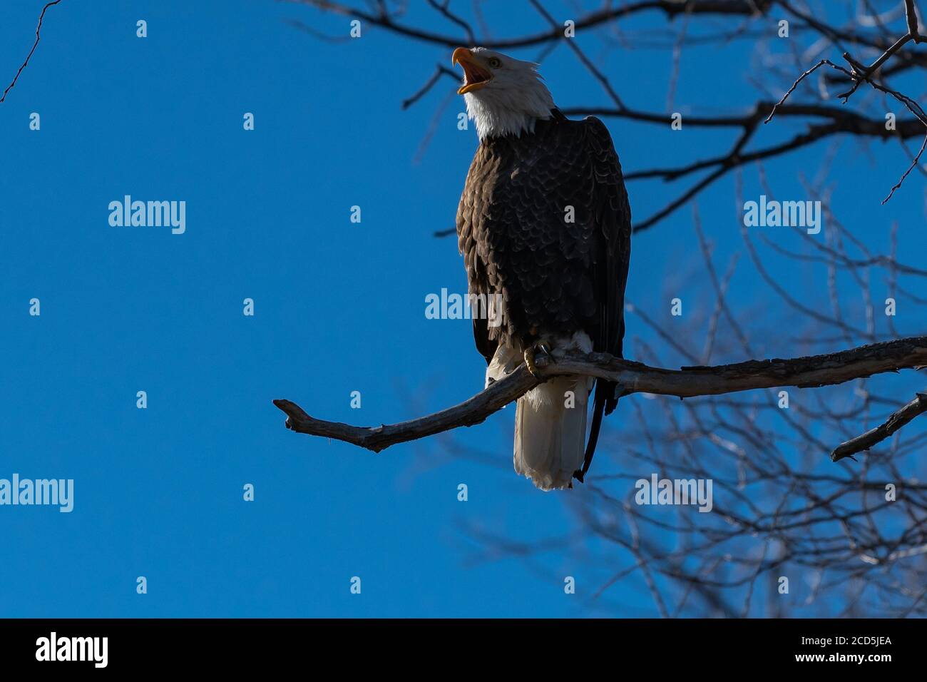 Aquila calva con becco aperto in un'ampia posizione seduta in un albero aquile su un ramo, Oregon, Merrill, Lower Klamath National Wildlife Refuge, Inverno Foto Stock
