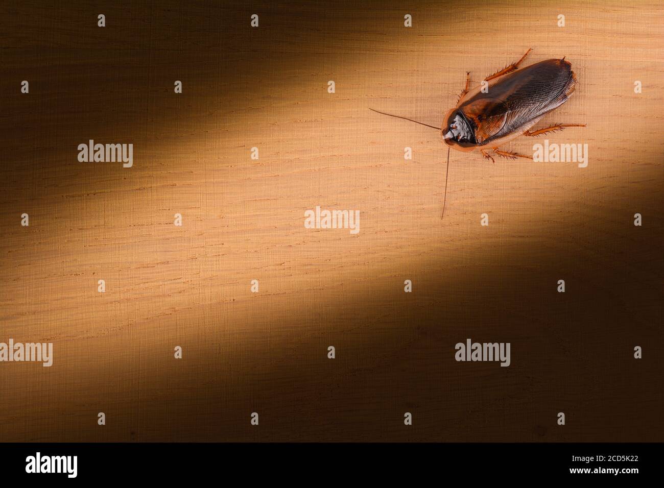 Scarafaggio illuminato da una torcia su un tavolo di legno. Insetti pesti in cucina. Foto Stock