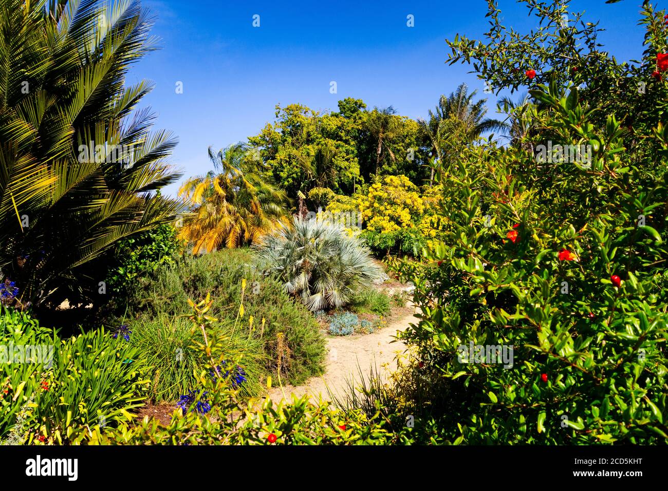 Vista sulle piante nel giardino Foto Stock