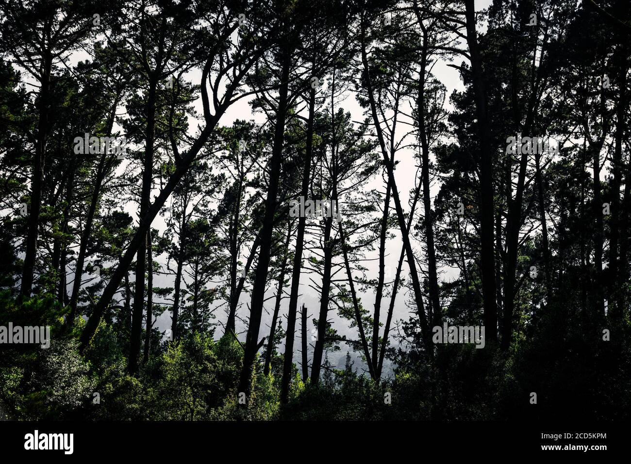 Vista della foresta al giorno della nebbia Foto Stock