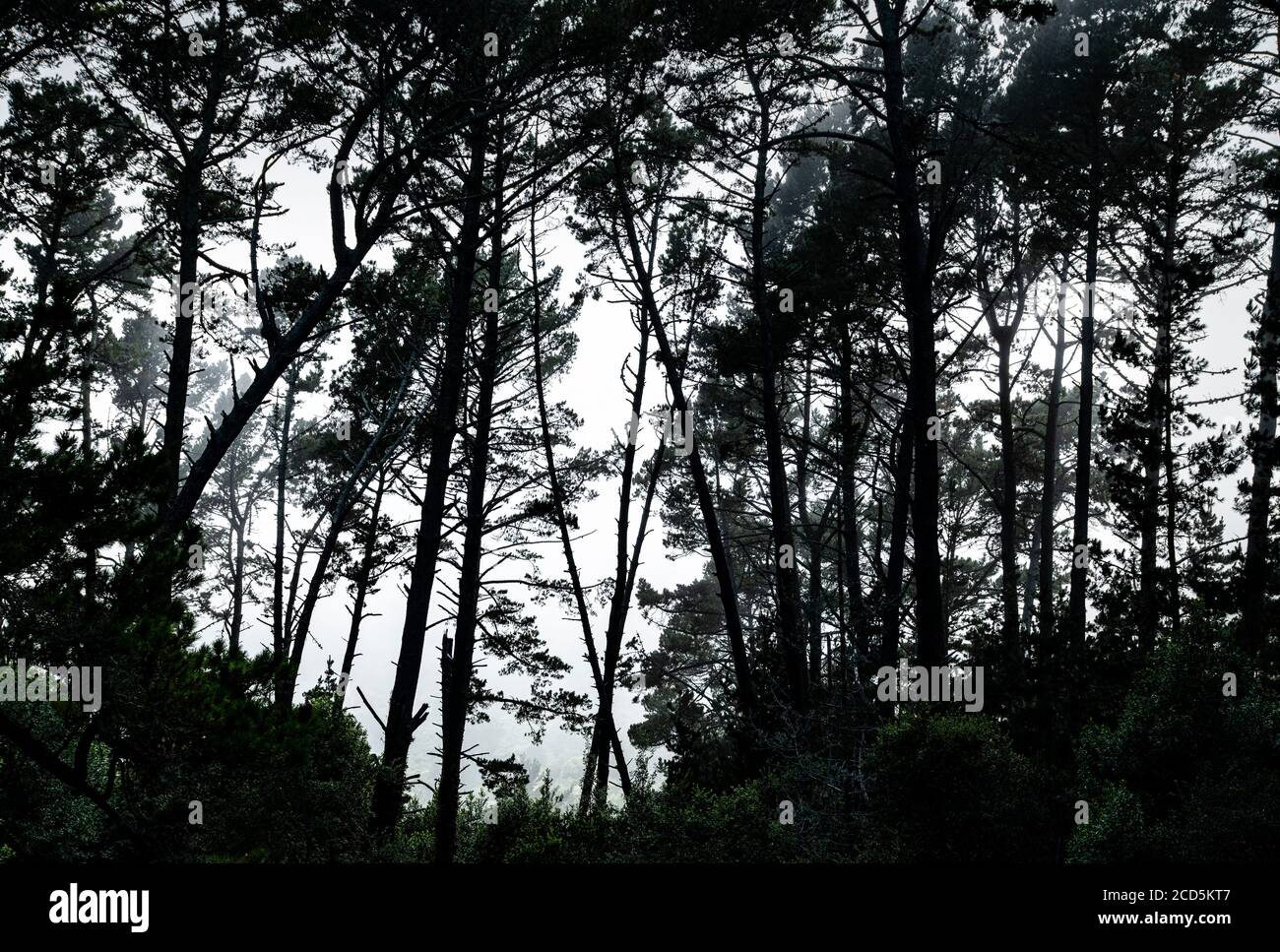 Vista della foresta al giorno della nebbia Foto Stock