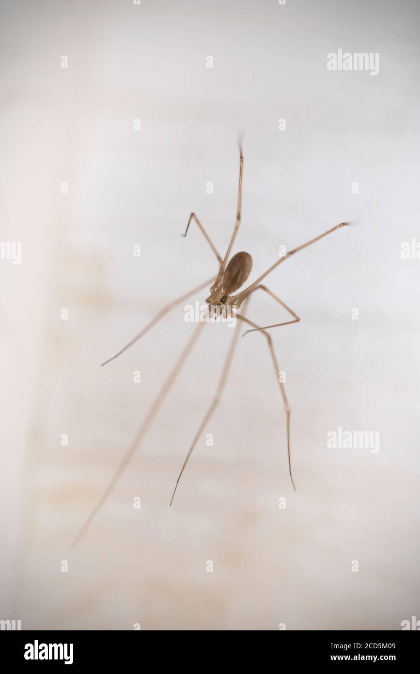 Holocnemus pluchei, il ragno della cantina marmorizzata, è una specie di ragno della cantina che si trova nel Mediterraneo. Foto Stock