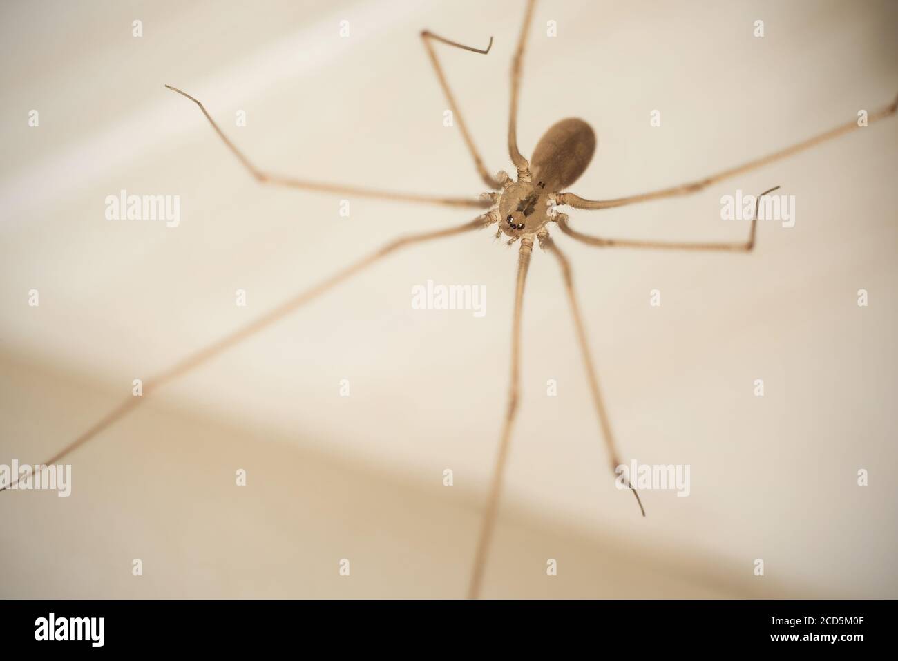 Primo piano su spider cantina marmorizzata (Holocnemus pluchei). Foto Stock