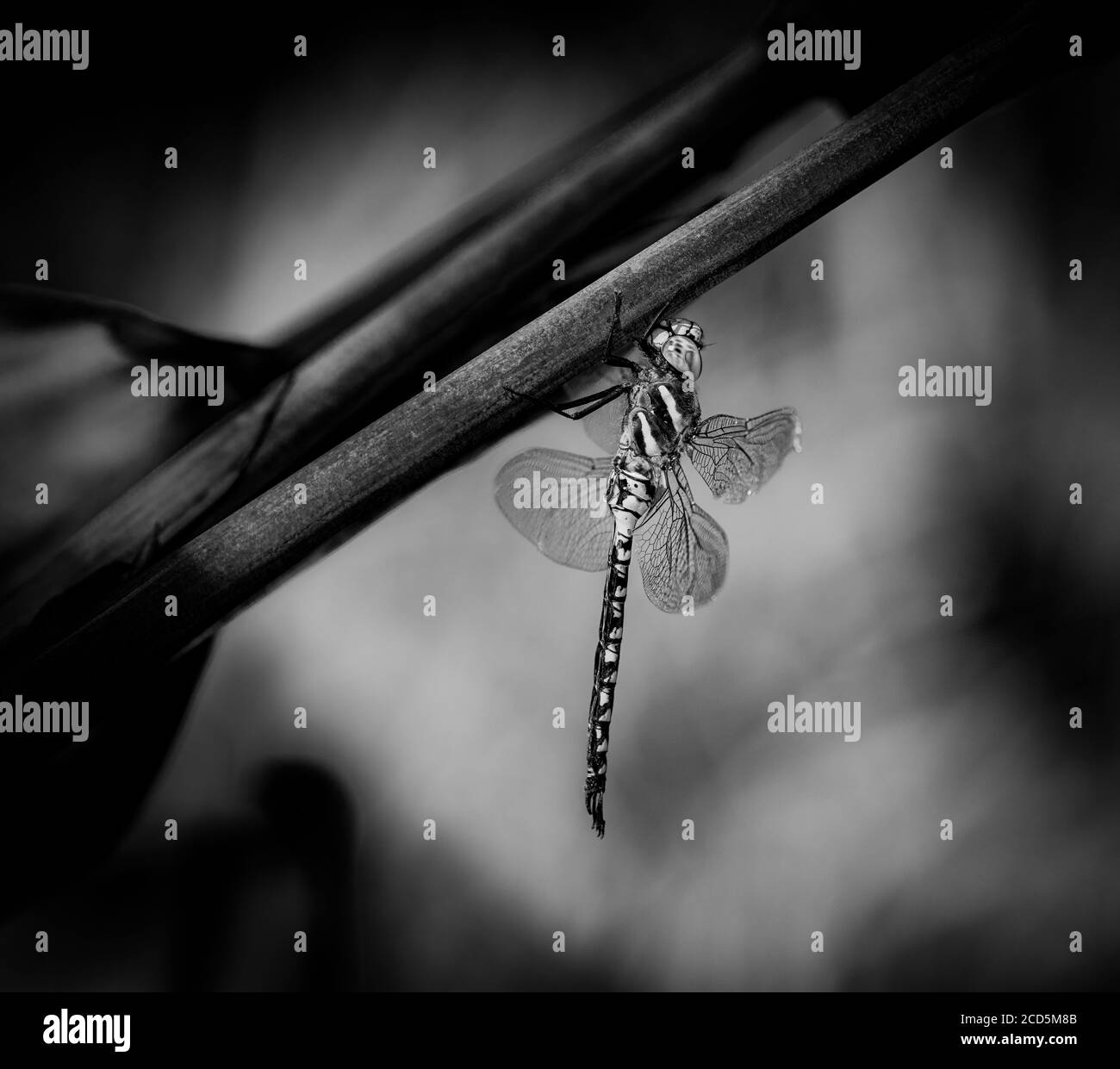 Primo piano di Blue Dasher Dragonfly Foto Stock