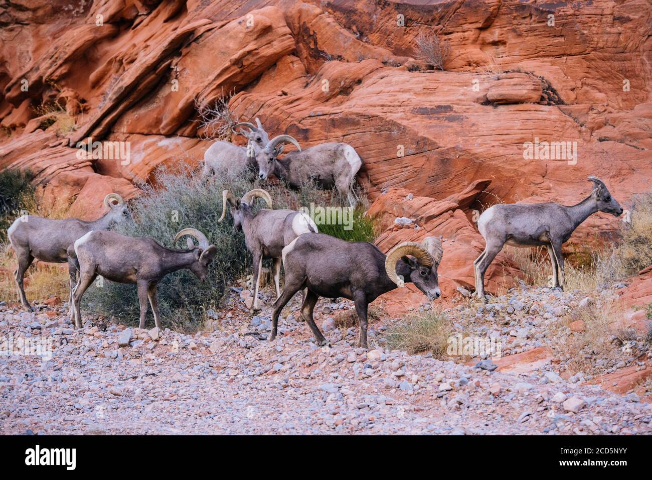 Vista delle pecore Big Horn (Ovis canadensis), state Park, Mohave Desert, Overton, Nevada, USA Foto Stock