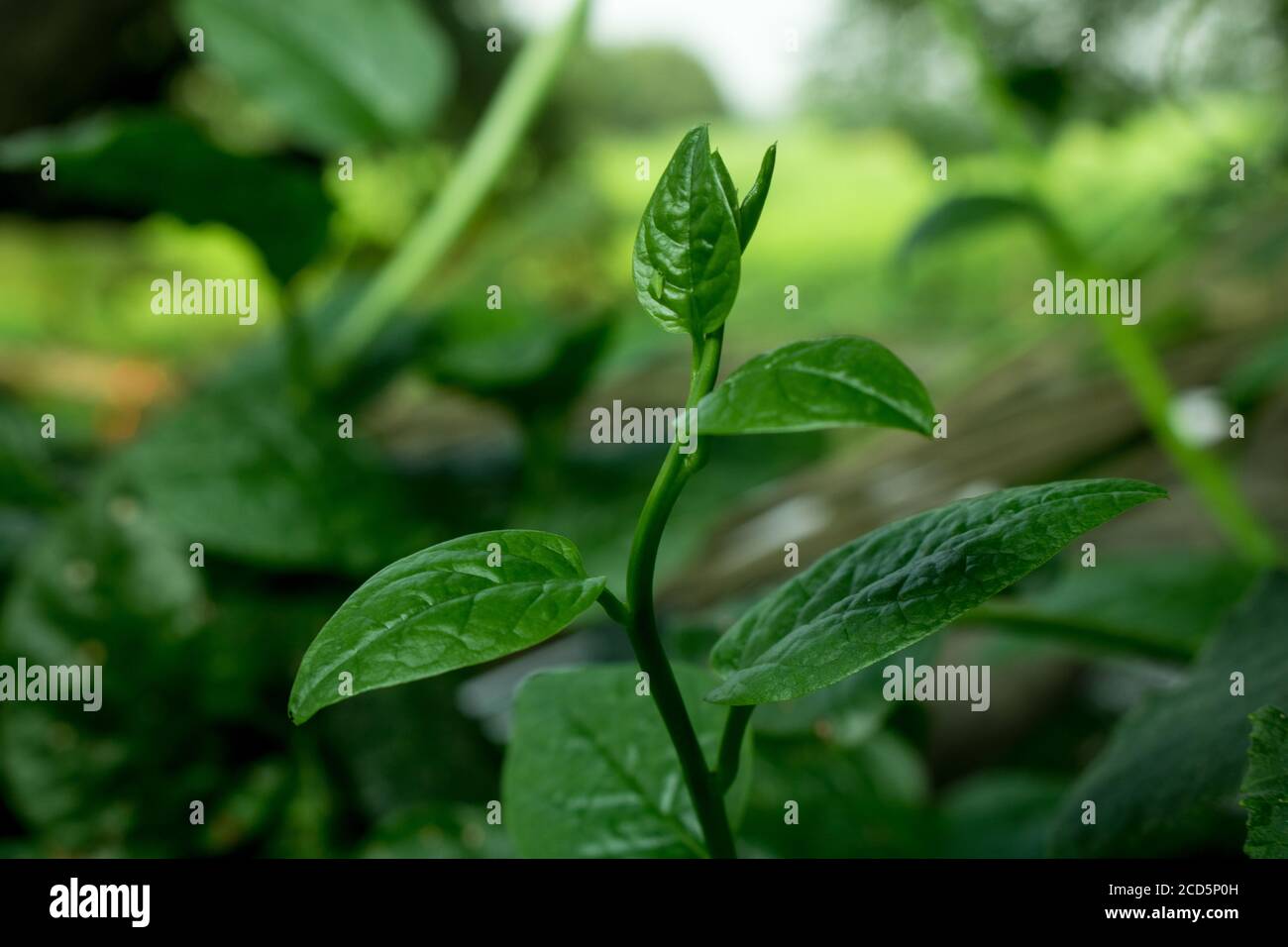 Pui Shak o spinaci malabar che crescono. La Basella alba è una vite commestibile perenne della famiglia delle Basellaceae. Si trova in Asia tropicale e Africa wh Foto Stock