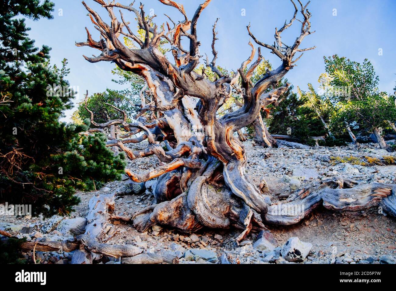 Pino di setole, Great Basin National Park, White Pine County, Nevada, USA Foto Stock