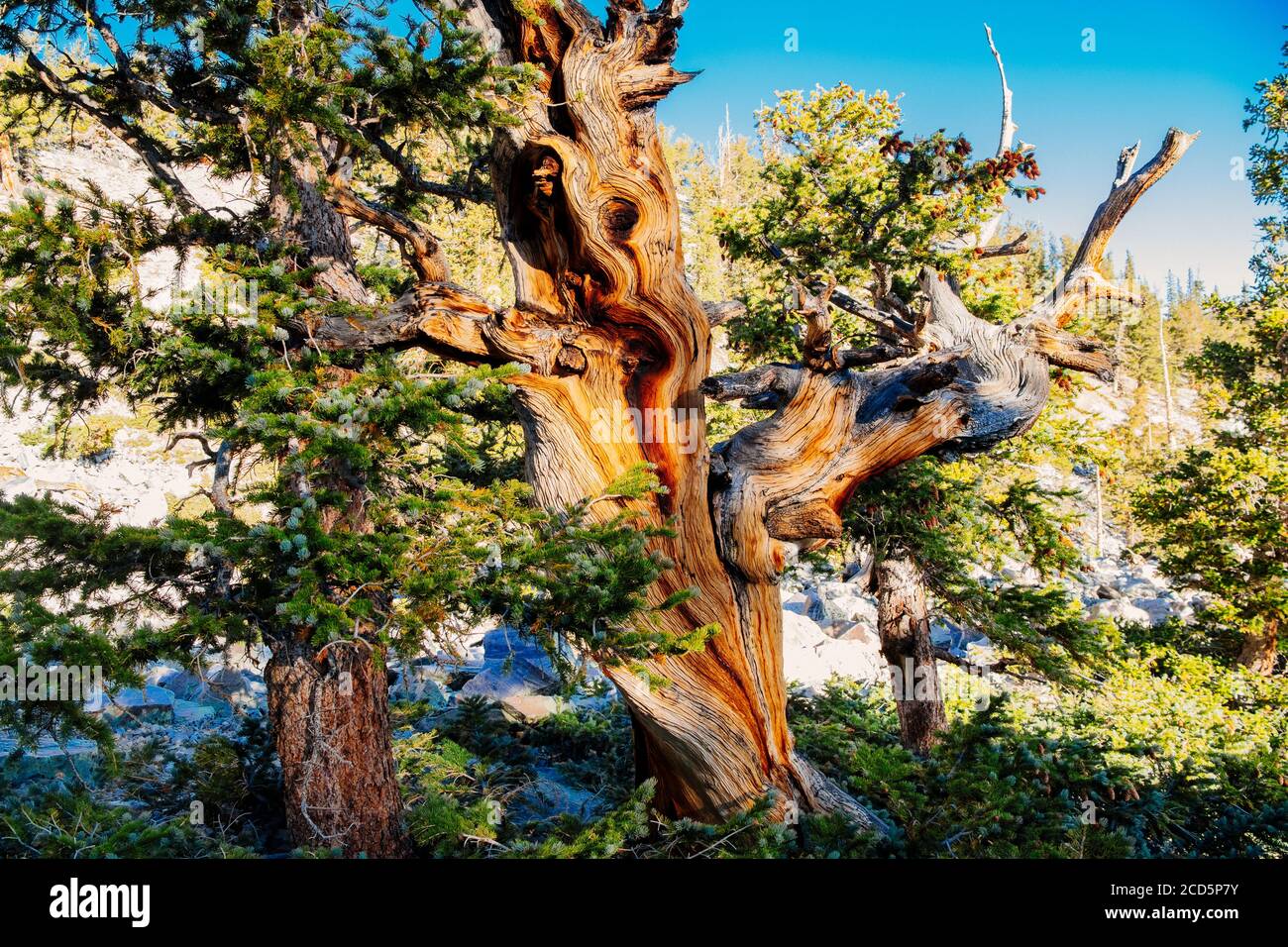 Pino di setole, Great Basin National Park, White Pine County, Nevada, USA Foto Stock