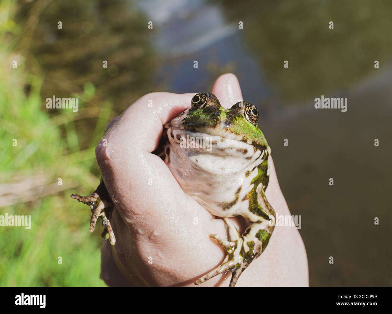 Catturato rana di lago nella mano vicino, specie Pelophylax ridibundus, femmina, la più grande rana in Russia Foto Stock