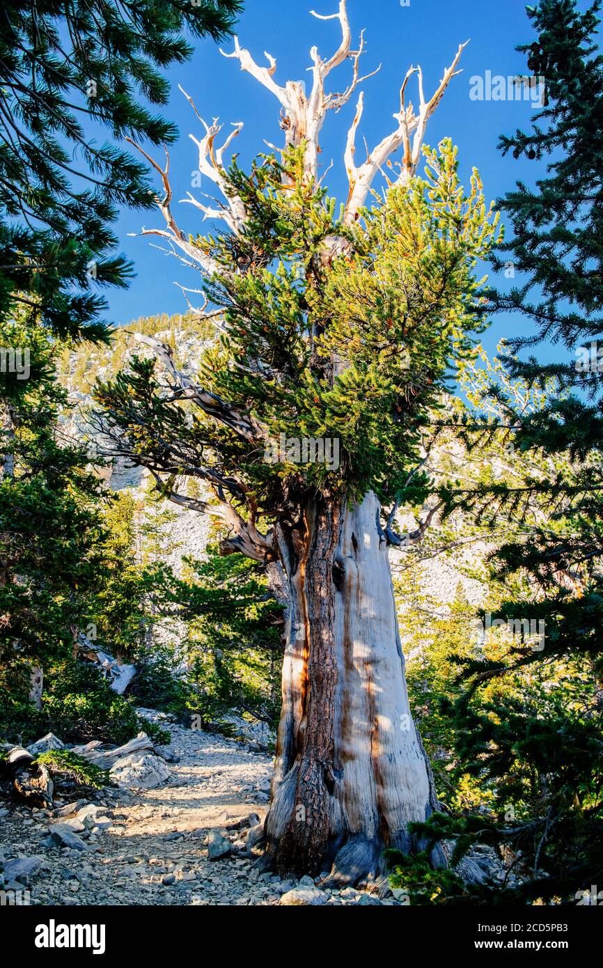Pino di setole, Great Basin National Park, White Pine County, Nevada, USA Foto Stock
