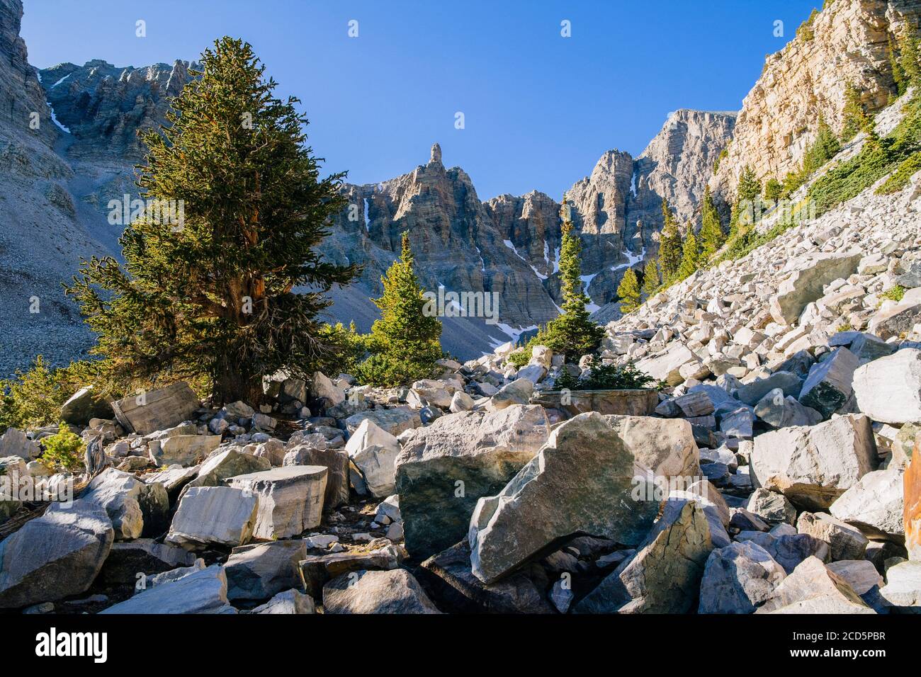Paesaggio con alberi di pino setlecone e detriti di roccia in valle, Great Basin National Park, White Pine County, Nevada, Stati Uniti Foto Stock