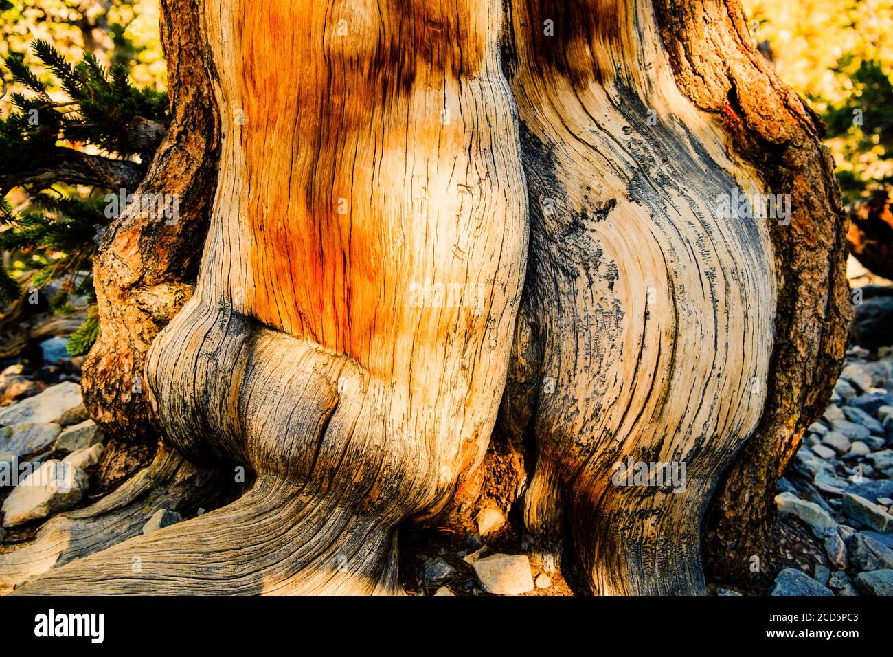 Primo piano di pino setlecone, Great Basin National Park, White Pine County, Nevada, USA Foto Stock