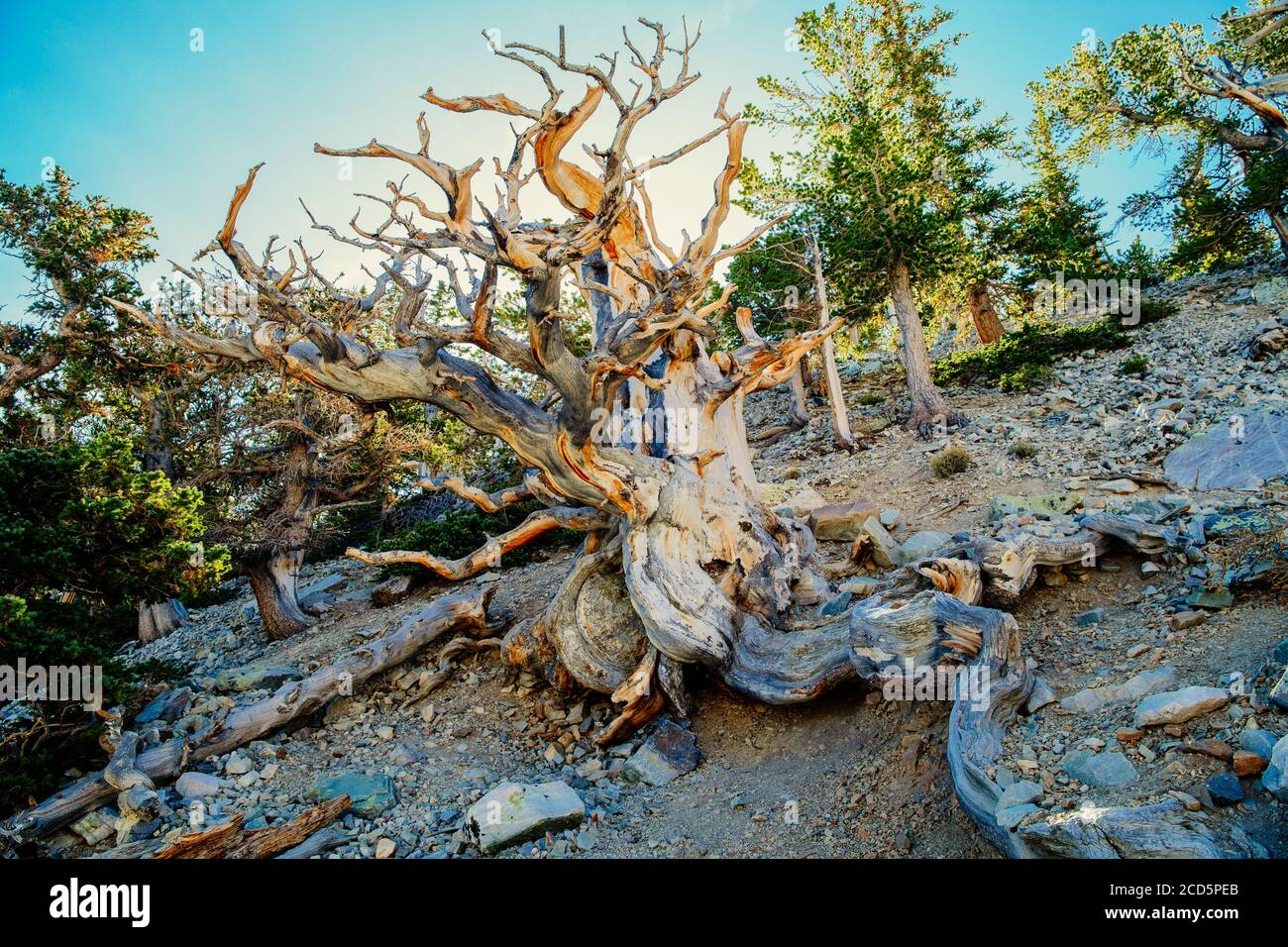 Pino di setole, Great Basin National Park, White Pine County, Nevada, USA Foto Stock