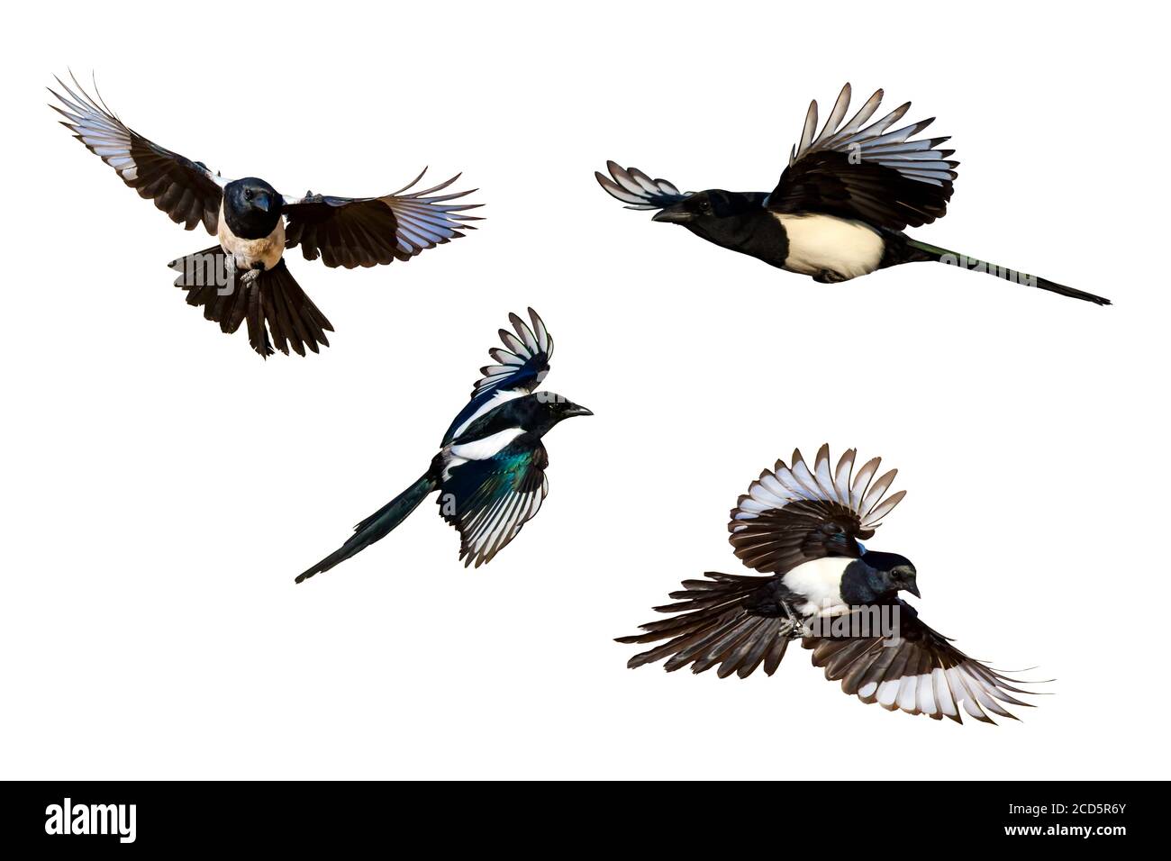 Uccello isolato. Sfondo bianco. Uccello: Eurasian Magpie. Pica Pica. Foto Stock