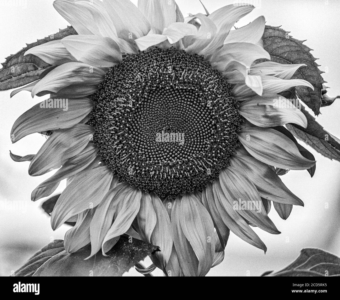 Un girasole (Helianthus) contro una bianca banca di nuvole si erge fuori Foto Stock