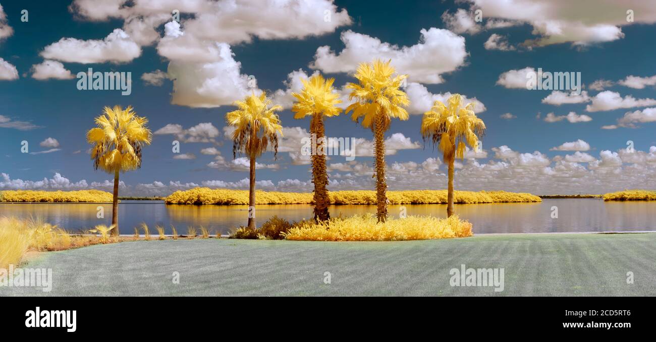 Palme nel parco di Bayfront prese con la macchina fotografica a infrarossi, Longboat Key, Florida, Stati Uniti Foto Stock