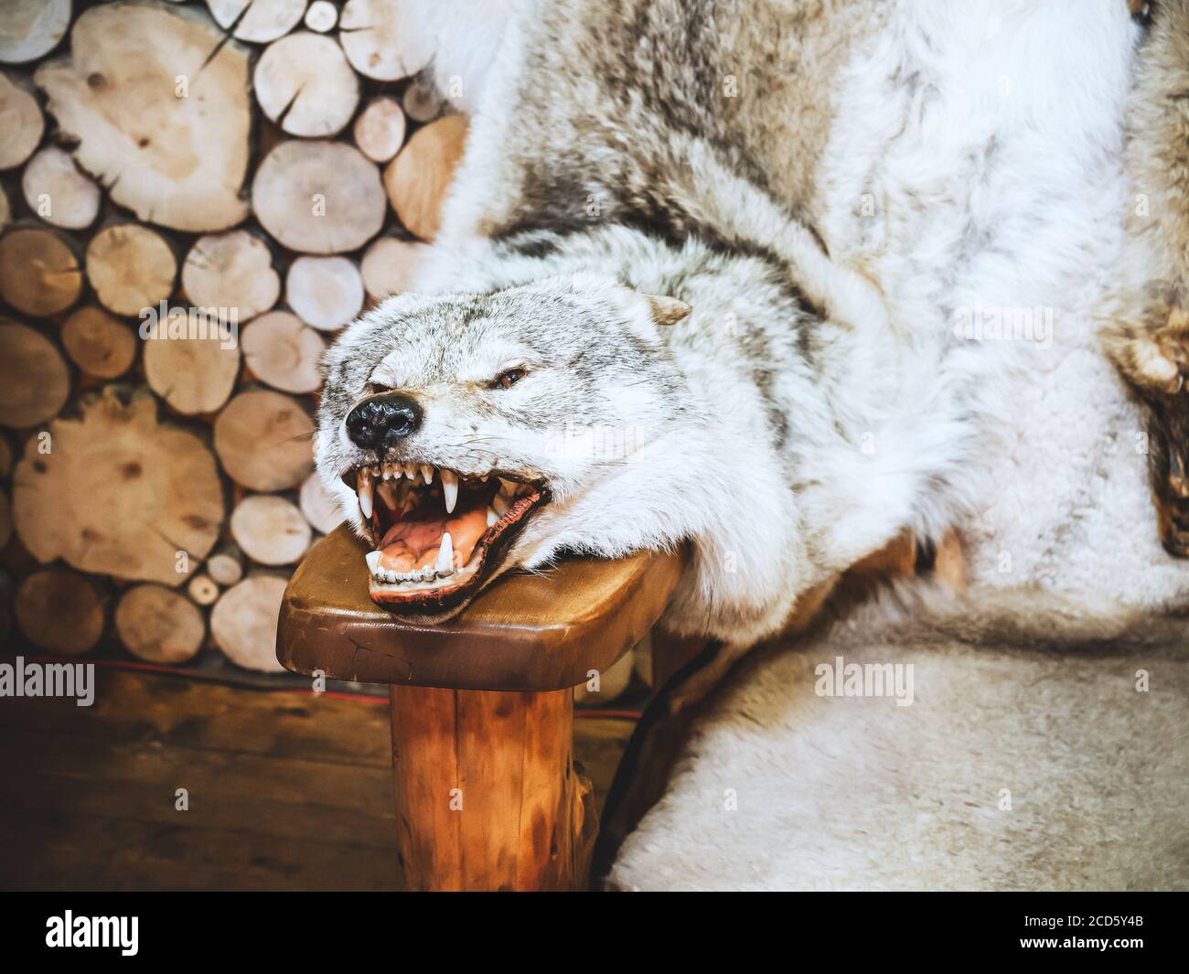 La pelle di un lupo con la testa e aperta bocca giace sul braccio di una sedia di legno Foto Stock